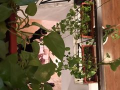 -老洋房花园饭店(绍兴路店)