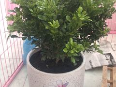 -万鑫鸡翅