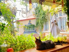 -海边的猫和咖啡馆
