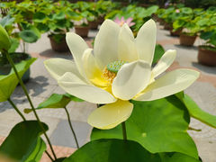 -莲花池公园