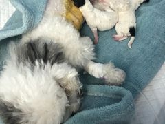 -北京博爱动物医院有限公司