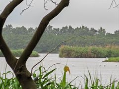 -大湾区中央湿地公园