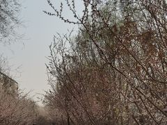 -桃花堤公园