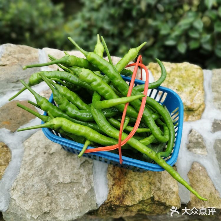 五花肉炒二荆条辣椒！
