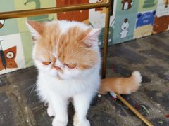 -喵屿·大理花园猫咖