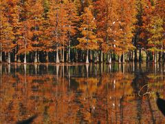 -白鹭湾湿地公园