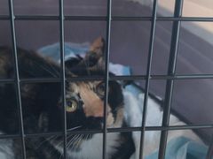 -美联众合宠物医院·爱萌分院·内外科·猫科中心