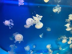 -海合安成都极地海洋公园