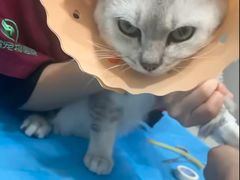 -伟伟宠物医院·CT影像中心·瑞派犬猫综合性门诊(汉口总院)