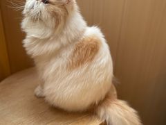 -MOCHA明星猫咖(田子坊店)