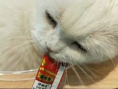-飞行喵MR PILOT|猫舍·猫咖(静安大融城店)