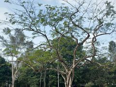 -中国科学院西双版纳热带植物园