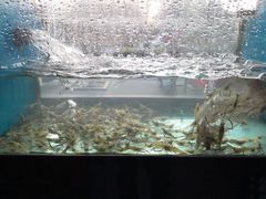 -全乐鱼馆·淳牌有机鱼直营店