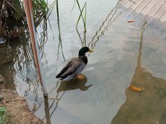 -王借岗森林公园