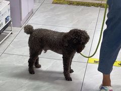-达爱动物医院·犬猫分区·CT·复杂眼科(远洋山水分院)