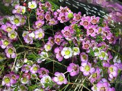 -L.C FLORA花予你(城西银泰城店)