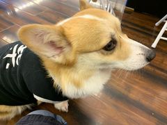 -豆柴町-柴犬主题狗咖(红鼎国际C座店)
