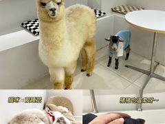 -怪兽屋·羊驼·猫咖·狗咖(俊华广场店)