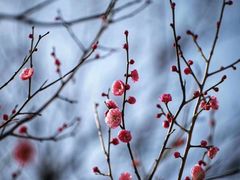 -香雪海