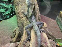 -广州长隆飞鸟乐园