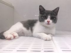 -lincat·猫舍(广州店)