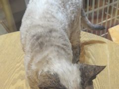 -藏猫猫咖啡主题馆(中央大道店)