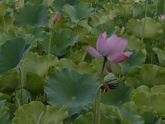 -莲湖公园