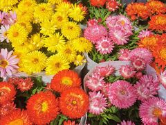 -溪岸路花鸟市场