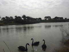 -瑶湖郊野森林公园