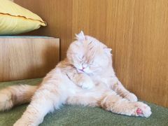 -CAT’S MEWSTAR CAFE·喵星球猫屋(晴湾咖啡店)
