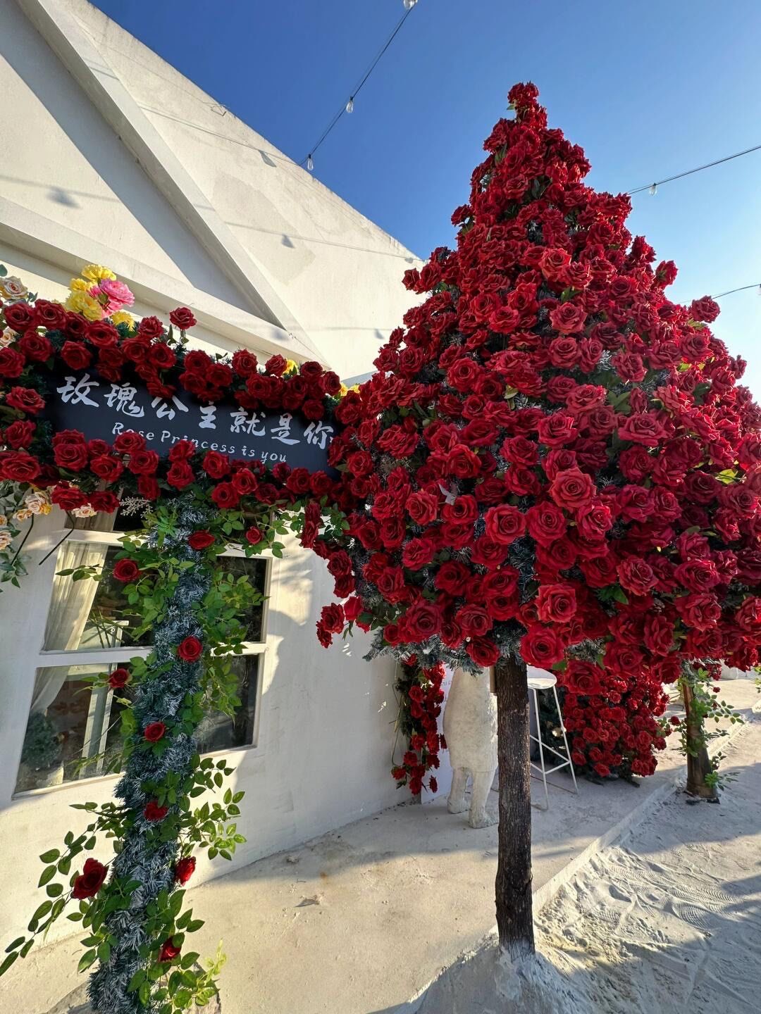 被玫瑰树迷倒了!#浪漫生活的记录者