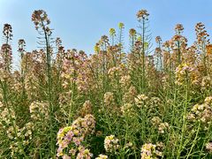 -中国天府农业博览园