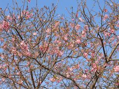 -天适樱花悠乐园