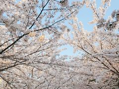 -高东镇樱花园