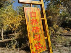 -金塔沙漠胡杨林景区
