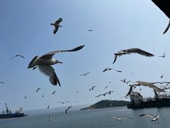 -海驴岛(荣成市)