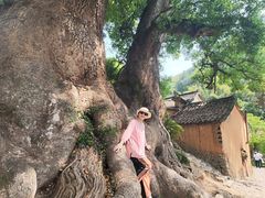-杨家堂村