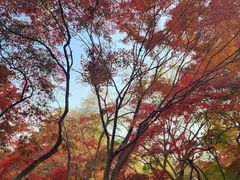 -秋霞圃