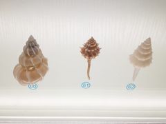 -青岛贝壳博物馆