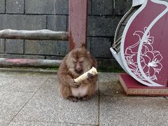 -峨眉山风景名胜区
