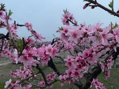 -樂桃源奉贤黄桃种植采摘基地