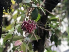 -华南国家植物园-售票处