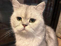 -豆逗聊愈猫阁Easy Life