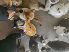 -飞行喵MR PILOT|猫舍·猫咖(静安大融城店)
