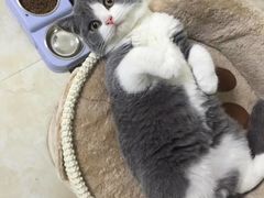 -喵zoo家庭繁育猫舍(尖东智能花园店)