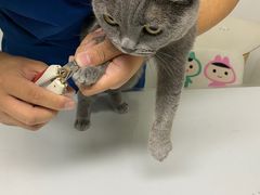 -伟伟宠物医院·CT影像中心·瑞派犬猫综合性门诊(汉口总院)