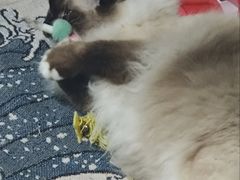 -凯瑞希宠物医院·狂犬免疫·微创·皮肤科