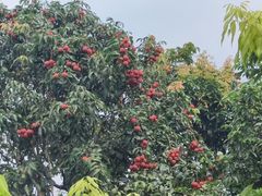 -富隆酒窖(天河北店)