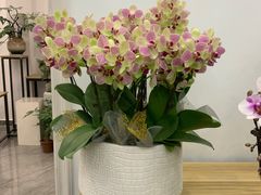 -长春青怡坊鲜花批发(青怡坊花鸟市场店)