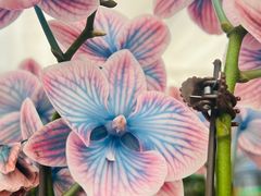 -荷兰花海